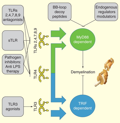 Figure 1. The role toll-like receptor-mediated signaling pathways in multiple sclerosis and their possible therapeutic targets.
