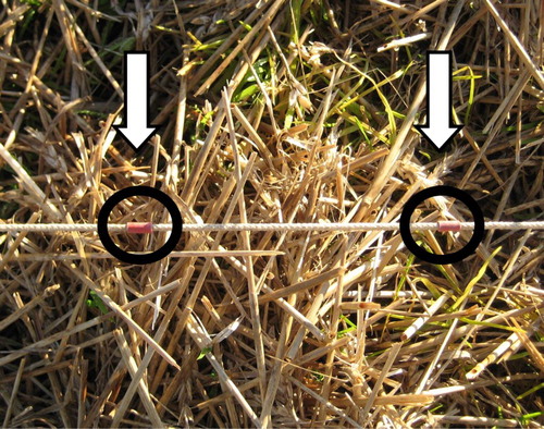 Figure 1. Measurement of plant debris on the soil surface using the line-transect method. Spots mark knots on cord.