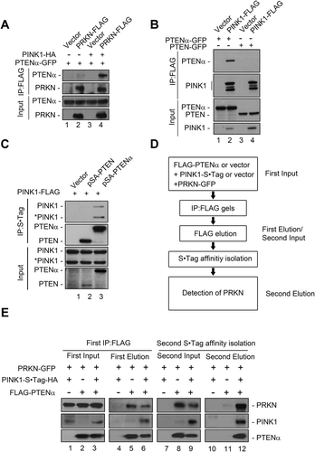 Figure 7. PTENα, PRKN and PINK1 form a complex. (a) PINK1 promotes interaction of PTENα and PRKN. Plasmids encoding PTENα-GFP, PRKN-FLAG and PINK1-HA were co-transfected into HEK293T cells. Cells were harvested 24 h after transfection. Cell homogenates were immunoprecipitated with FLAG antibody and immunoblotted with anti-FLAG and anti-GFP. (b) PINK1 interacts with PTENα but not PTEN. PINK1-FLAG and PTEN-GFP or PTENα-GFP were co-transfected into HEK293T cells. Cells were harvested 24 h after transfection. Cell homogenates were immunoprecipitated with anti-FLAG M2-conjugated beads and immunoblotted with anti-FLAG and anti-GFP. (c) PTENα interacts with PINK1. Plasmids encoding PINK1-FLAG, empty vector, S•Tag-HA-PTEN or -PTENα were co-transfected into HEK293T cells. Cells were treated with 5 μM MG132 for 14 h and harvested 24 h after transfection. Cell homogenates were immunoprecipitated with S protein agarose and immunoblotted with anti-FLAG and anti-HA antibodies. *PINK1 indicates cleaved PINK1. (d) Schematic diagram of two-steps Co-IP of PTENα, PRKN and PINK1. (e) Two-step Co-IP of PTENα, PRKN and PINK1. First co-IP: Plasmids encoding FLAG-PTENα, PINK1-S•Tag-HA and PRKN-GFP were transfected into HEK293T cells as indicated. Cells were harvested 24 h after transfection. Cell homogenates were immunoprecipitated with anti-FLAG M2-conjugated beads, and protein complexes were eluted from the anti-FLAG M2-conjugated beads and immunoblotted with anti-FLAG, anti-HA and anti-GFP. A part of the cell homogenates were retained as first input; Second affinity isolation: FLAG eluates from the first co-IP were immunoprecipitated with S protein agarose, and immunoblotted with anti-FLAG, anti-HA and anti-GFP. A part of the FLAG eluate was retained as the second input.