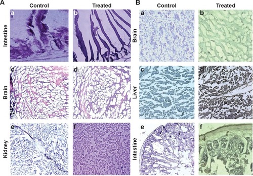 Figure 5 Histological analysis for cytotoxicity studies.Notes: (A) Tissue pathology observation after the treatment is represented in the figure. Hematoxylin and eosin staining was carried out in order to observe the tissue integrity in the control and treatment groups. Five-micrometer-thin slices of intestine (TS), kidney (LS), and brain (LS) from control (a, c, and e) and treated (b, d, f) mice were stained with hematoxylin and eosin was used as a counterstain. Observations were made under 100× oil immersion objective. (B) Immunohistochemical localization of ACSC-Fe-bLf NCs using anti-lactoferrin antibody. Brain (LS), liver (LS), and intestine (TS) sections from control (a, c, e) and treated (b, d, f) groups are shown.Abbreviations: ACSC, alginate-enclosed chitosan-coated calcium phosphate; Fe-bLf, iron-saturated bovine lactoferrin; LS, longitudinal section; NCs, nanocapsules/nanocarriers; TS, transverse section.