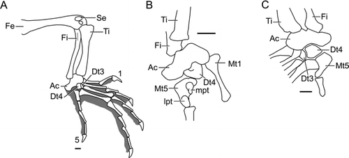Figure 8 Liushusaurus acanthocaudata gen. et sp. nov., details of hind limb and foot. A, IVPP V14716 foot, drawn from peel, grey area shows extent of pedal soft tissues; B, IVPP V14715B, ankle region; C, IVPP V15587B, ankle region, drawn from peel,. All scale bars = 1 mm. Abbreviations: Ac, astragalocalcaneum; Dt3,4, distal tarsals; Fe, femur; Fi, fibula; lpt, lateral plantar tubercle; mpt, medial plantar tubercle; Mt1,5, metatarsals; Se, sesamoid; Ti, tibia; 1,5, digit numbers.