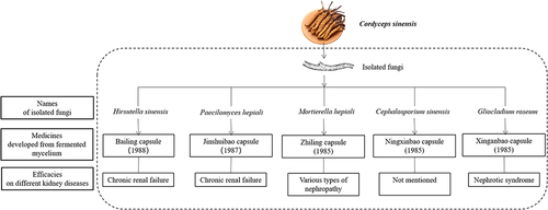Figure 2 Development of isolated fungi from Cordyceps sinensis and medicines from fermented fungi.