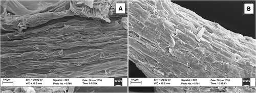 Fig. 4 Scanning Electron Microscope (SEM) images of: (a) tomato roots without galactomannan biofilm; and (b) tomato roots with galactomannan biofilm. Root surface morphology of the polymeric material magnified at 307 x in the left image, and at 310 x on the right image