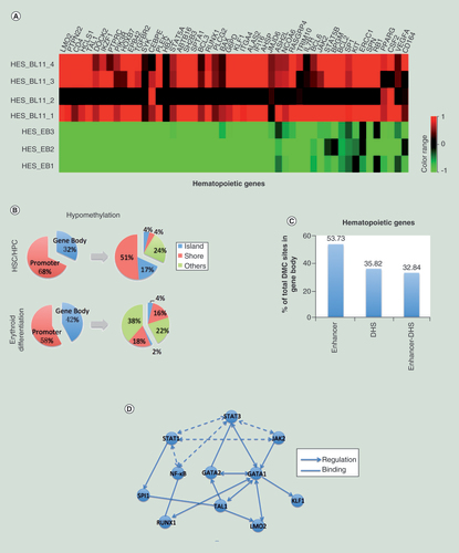 Figure 5. The genomic distribution of differentially methylated CpG sites in hematopoietic genes and a putative differentially methylated CpG-mediated signaling in erythroid cells. (A) Heatmap showing the hypomethylated/upregulated genes in hES-BLs (n = 4) versus hES-EBs (n = 3). (B) A pie chart showing the distribution of hypomethylated CpG sites in genes involved in hematopoietic stem cell/hematopoietic progenitor cell and erythroid differentiation. The promoters and gene bodies were investigated first, and then CpG islands, shores and others (shelves and open sea) were investigated within the promoters or gene bodies. (C) The enrichment of enhancers and DNase I-hypersensitive sites for differentially methylated CpG sites within the gene body. (D) The nodes in the network represent the anticorrelated genes. Dotted lines connect the genes of JAK-STAT-NF-κB pathway; solid lines link the pathway with target genes. The arrows point to downstream of the regulation point, and the straight lines represent binding to each other.