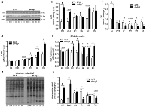 Figure 3. Autophagy-deficiency during myoblast differentiation alters cellular and mitochondrial redox status. Representative immunoblots (a) and quantitative analysis of SOD1 (b), CAT (c), and SOD2 (d) in SCR and shAtg7 cells during differentiation. Quantitative analysis of ROS generation (e) in SCR and shAtg7 myoblasts during differentiation. Representative immunoblot (f) and quantitative analysis (g) of mitochondrial 4-HNE content in SCR and shAtg7 cells during differentiation. *p < 0.05 compared to D0 (within group). †p < 0.05 between groups at the same time point.