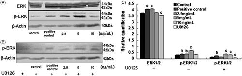 Figure 5. The effect of SPC-I on the protein expression of ERK1/2 and p-ERK1/2 (without and with U0126).