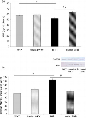 Fig. 4 Influence of melon concentrate supplementation on ANP concentration. (a) Plasma ANP level. (b) Cardiac protein expression of ANP. Quantification was made after standardization within membranes by expressing the density of the band of ANP relative to that of GAPDH in the same lane. Results are then expressed as relative change from untreated WKY band intensity. *p<0.05 compared with untreated WKY; § p<0.05 and §§ p<0.01 effect of melon concentrate treatment, compared with the untreated group.