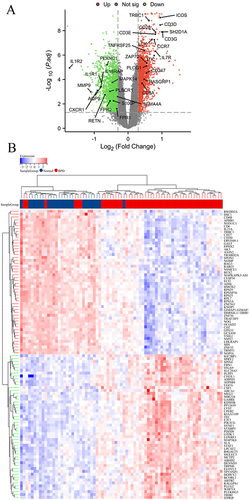 Figure 4 Identification of differentially expressed genes (DEGs) in BPD. Volcano plot (A) and heatmap (B) of DEGs between BPD and normal groups.