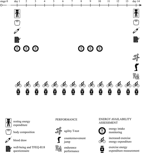 Figure 1. Stages 1-3 had the same 14-day timeline: measurements of health, REE and well-being were performed at the beginning and the end of each stage. In addition, three sport-specific performance tests were performed at the end of the stages.
