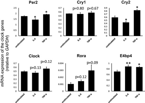 Figure 5. Expressions of the clock genes in THP-1 cells with or without IL-6 (50 ng/mL) or TNF-α (10 ng/mL) stimulation. The values are expressed as mean ± standard error (SE), n = 3. *p < .05, **p < .01.