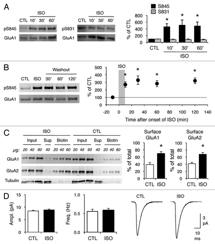 Figure 1 Isoproterenol increases GluA1-S845 phosphorylation and cell surface AMPAR expression, but does not alter synaptic AMPAR function. (A) Isoproterenol (ISO, 5 µM) treatment for 10, 30 and 60 min increased GluA1-S845 phosphorylation, but not GluA1-S831 phosphorylation. Left: Example immunoblots simultaneously probed with GluA1-S845 phospho-specific (top, pS845) and GluA1 carboxy-terminal specific (bottom, GluA1) antibodies. Middle: Example immunoblots simultaneously probed with GluA1-S831 phospho-specific (top, pS831) and GluA1 carboxy-terminal specific (bottom, GluA1) antibodies. Right: Quantification of the immunoblots. The ratios of pS845/GluA1 and pS831/GluA from isoproterenol treated slices were normalized to controls in each blot and expressed as % of control (CTL). Asterisks show significant difference from CTL: ANOVA, F(3,16) = 3.328, p < 0.05 followed by Fisher's PLSD posthoc test (p < 0.05), n = 5 mice each group. (B) Transient isoproterenol treatment (5 µM, 10 min) results in a sustained increase in GluA1-S845 signal that lasted at least 2 h. Left: Example immunoblots. Right: Quantification of GluA1-S845 phosphorylation. Asterisks note significant difference from CTL: ANOVA, F(4,27) = 5.812, p < 0.01 followed by Fisher's PLSD posthoc test (p < 0.01), n = 5–7 each time point. (C) Isoproterenol treatment (5 µM, 10 min) increased cell surface levels of both GluA1 and GluA2 subunits of AMPAR . Left: Example immunoblots. Different amounts of total homogenate (Input), intracellular fraction (Sup) and cell surface fraction (Biotin) were loaded as indicated in protein amount (µg). The same immunoblot was simultaneously probed for GluA1 and GluA2. The blots were reprobed for tubulin. The absence of tubulin signal in the biotin lanes verifies the specificity of cell surface labeling. Right: Quantification of the cell surface amount of GluA1 and GluA2. Signals from biotin lanes were normalized to input lanes to obtain the cell surface amount of AMPARs as % of total. Asterisks: t-test, p < 0.01, n = 6 mice each group. (D) Isoproterenol treatment (5 µM, 10 min) did not alter mEPSC amplitude or frequency. Left: Comparison of average mEPSC amplitude between control (CTL) slices and isoproterenol (ISO) treated slices. CTL = 8.5 ± 0.3 pA (n = 16), ISO = 8.9 ± 0.3 pA (n = 19). Middle: Comparison of average mEPSC frequency. CTL = 0.6 ± 0.1 Hz (n = 16), ISO = 0.6 ± 0.1 Hz (n = 19). Right: Average mEPSC traces from CTL and ISO groups.