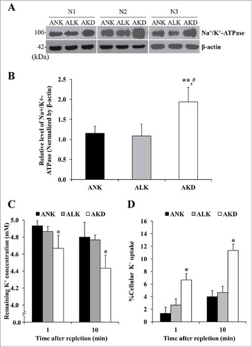 Figure 8. Na+/K+-ATPase expression and cellular K+ uptake. (A): After MDCK cells were maintained in ANK, ALK or AKD medium for 24 h, expression level of Na+/K+-ATPase was evaluated by Western blotting. (B): Intensity of Na+/K+-ATPase band was measured and normalized with that of β-actin, which served as the loading control. (C): Remaining [K+] in culture supernatant was measured after K+ repletion for 1 and 10 min. (D): Percentage of cellular K+ uptake was then calculated. Each bar in (B)-(D) represents mean ± SD of 3 independent experiments. * = p < 0.05 vs. ANK; ** = p < 0.01 vs. ANK; # = p < 0.01 vs. ALK.