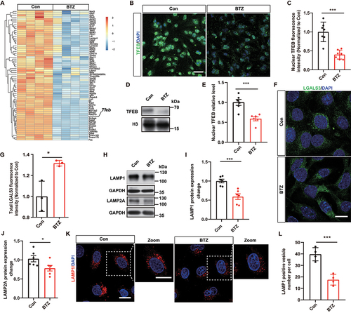 Figure 3. Bortezomib impairs the TFEB-lysosome pathway and induces lysosomal deficits in endothelial cells. (A) Heatmap showing decreased lysosome-associated gene expression by RNA-seq analysis. (B) Representative images of TFEB (green) and DAPI (blue, nuclei) in the control or BTZ-treated group. Scale bar: 50 μm. (C) Quantification of the nuclear fluorescence intensity of TFEB in (B) (mean ± SEM; n = 7 independent experiments; *** P < 0.001; unpaired Student’s t-test). (D and E) Representative bands and quantification of nuclear TFEB protein levels in endothelial cells with or without BTZ treatment (mean ± SEM; n = 6 independent experiments; *** P < 0.001; unpaired Student’s t-test). (F) Representative images of LGALS3 (green) and DAPI (blue, nuclei) in the control or BTZ-treated group. Scale bar: 20 μm. (G) Quantification of the fluorescence intensity of LGALS3 in (F) (mean ± SEM; n = 3 independent experiments; * P < 0.05; unpaired Student’s t-test). (H-J) Representative bands and quantification of LAMP1 and LAMP2A protein expression in the control or BTZ-treated group. (mean ± SEM; n = 6 independent experiments; * P < 0.05, *** P < 0.001; unpaired Student’s t-test). (K and L) Representative images and quantification of LAMP1-positive lysosomes in control or BTZ-treated HBMECs (mean ± SEM; n = 4 independent experiments; *** P < 0.001; unpaired Student’s t-test).