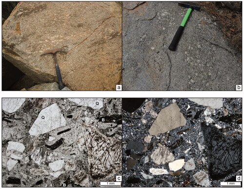 Figure 4. (a, b) Feldspar porphyritic granitic clasts within the Walleroobie Ignimbrite at Bolero Mountain, Gurragong Group. The clasts are phaneritic and granitic in composition. Note the alignment of the clasts within the ignimbrite and the somewhat diffuse margins of the clasts. Rock hammers for scale; approximately 30 cm long (a), 50 cm long (b). Site ERIVPJG0118. (c, d) Ardlethan Mine ‘garnet–quartz–feldspar porphyry’ (GQFP) unit. Paired images were taken under plane-polarised (c) and cross-polarised (d) light. Angular, broken and closely packed crystals of quartz (Q), perthitic and clay-altered K-feldspar (K), altered biotite (B) in a granoblastic, recrystallised matrix. Note the similarity in crystal abundance, distribution, species and morphology to the Walleroobie Ignimbrite images in Figure 3, suggesting the GQFP is indistinguishable from the crystal-rich units found north and south of the mine. Scale bars are 1 mm. Thin-section PB-ARD-06.
