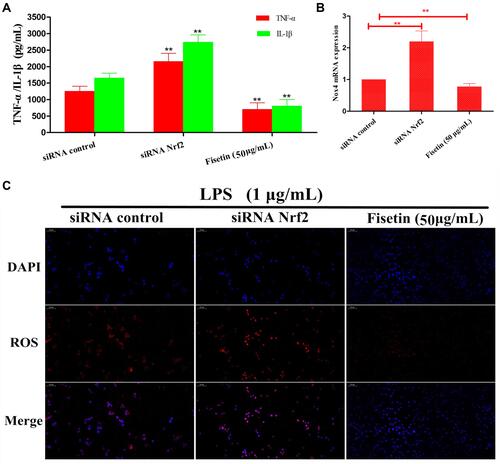 Figure 11 Effects of Nrf2-siRNA transfection on LPS-induced inflammatory response. BEND cells were treated as indicated. After silencing Nrf2, the inhibitory effects of fisetin on LPS-induced inflammatory mediators TNF-α, IL-1β secretion, Nox4 and ROS production were further analysis. (A) The expressions of TNF-α, IL-1β were determined by ELISA kit. (B) The expression of Nox4 in Nrf2-siRNA transfected cells. (C). The production of ROS was detected by immunofluorescence technique. All data are represented as the mean ± S.E.M. of three independent experiments. Double asterisk indicate P < 0.01 compared with LPS group.