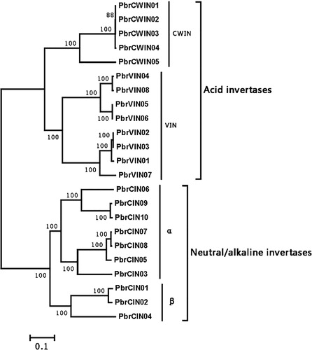 Figure 1. Phylogenetic tree of invertase genes in pear.Note: All genes grouped into two different groups: acid invertases and neutral/alkaline invertases. The former were separated into CWIN and VIN clades, whereas the latter was grouped into α and β clades.