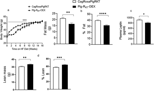 Figure 1. Plg-RKT regulates body weight and adiposity. (a) body weights on the HFD of Plg-RKT-OEX and control CagRosaPlgRKT mice over the course of 16 weeks. (b) fat mass and % fat, (c) plasma leptin and (d) lean mass and % lean mass after 16 weeks on the HFD of Plg-RKT-OEX and CagRosaPlgRKT mice. For all panels, N = 8±SEM. *P < 0.05, **P < 0.01, ***P < 0.001, ****P < 0 0001.