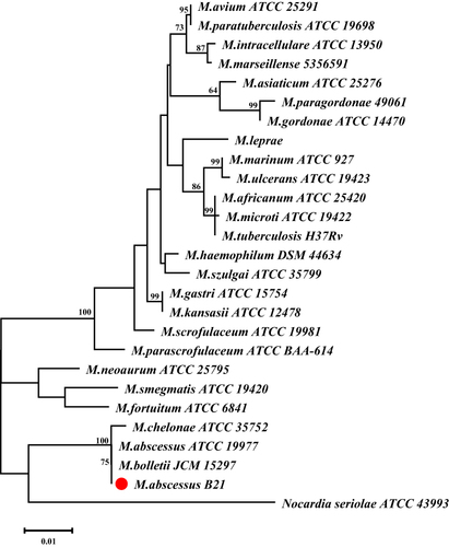 Figure 3 The phylogenetic tree of Mycobacterium abscessus (B21), isolated from the infected site in an adult female in China, was constructed by MEGA 7.0 software. We selected Nocardia seriolae ATCC 43993 as the outgroup.