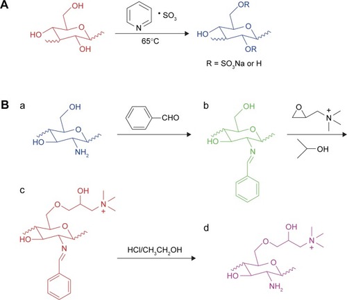 Figure 1 Preparation of CS and O-HTCC.Notes: (A) Synthetic route of CS; (B) synthetic route of O-HTCC; a, chitosan; b, N-benzylidene chitosan; c, O-quaternary aminonium-N-benzylidene chitosan; and d, O-HTCC.Abbreviations: CS, curdlan sulfate; O-HTCC, O-(2-hydroxyl)propyl-3-trimethyl ammonium chitosan chloride.