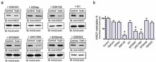 Figure 3. GSK126, UNC1999, and EPZ-5687 suppressed H3K27 methylation in THP-1 cells. (a) western blot analysis of H3K27 methylation in THP-1 cells treated with 1 µM of GSK343, DZNep, GSK126, EI1, EPZ-5687, UNC1999, EPZ-6438, EPZ-5687, and GSK503 compounds. H3K27 methylation signal was normalized to total β-actin loading control. Bands were quantified by scanning densitometry and normalized to total β-actin (loading control) (b). Values represent means ± S.E.M. for n = 4 independent experiments. *Significantly different from the vehicle control (Student’s t test, p < .05)