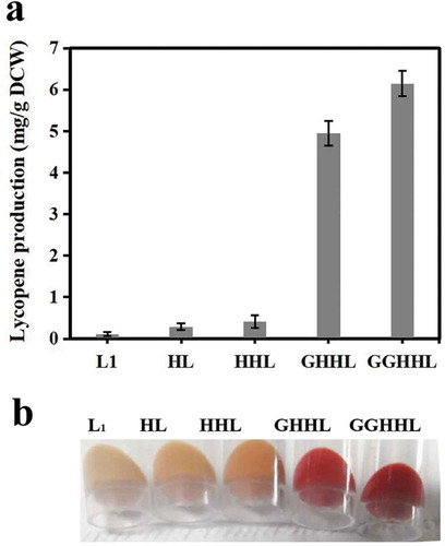Figure 4. Production of lycopene by engineered P. pastoris strains.(a) Analysis of lycopene production of engineered P. pastoris strains, including L1, HL, HHL, GHHL and GGHHL. Strains were cultured in BMMY for 5 days with 1% methanol addition every 24 h . (b) The comparison of the lycopene production of different strains.
