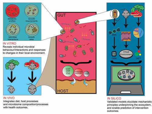 Figure 2. In vivo, in vitro and in silico methods each contribute complementary insights that are collectively necessary to understand gut ecology and manipulate it to achieve specific outcomes