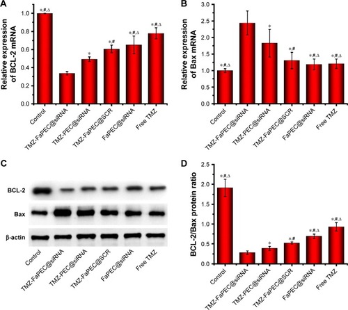 Figure 7 (A) Expressions of BCL-2 at mRNA level determined by RT-PCR in C6 cells receiving different treatments. *P < 0.05 vs TMZ-FaPEC@siRNA; #P < 0.05 vs TMZ-PEC@siRNA; ΔP < 0.05 vs TMZ-FaPEC@SCR. (B) Expressions of Bax at mRNA levels determined by RT-PCR in C6 cells receiving different treatments. *P < 0.05 vs TMZ-FaPEC@siRNA; #P < 0.05 vs TMZ-PEC@siRNA; ΔP < 0.05 vs TMZ-FaPEC@SCR. (C) Western blotting analysis for protein expression levels of BCL-2 and Bax in C6 cells receiving different treatments. (D) Statistical analysis of BCL-2/Bax protein ratios in image C showing Western blotting. *P < 0.05 vs TMZ-FaPEC@siRNA; #P < 0.05 vs TMZ-PEC@siRNA; ΔP < 0.05 vs TMZ-FaPEC@SCR.Abbreviations: SCR, scramble siRNA; TMZ, temozolomide.