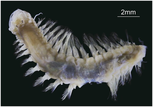 Figure 1. Species reference image of Leocrates chinensis (voucher no: XMU-Pol-2021-354). This specimen was collected from subtidal muddy sediment (22°14.160′N, 114°11.115′E, water depth 9.1 m) of the Hong Kong, China on 10 June 2020, and is now deposited in the Biology of Marine Benthic Invertebrates Group, Xiamen University (Photo: Zhi Wang).