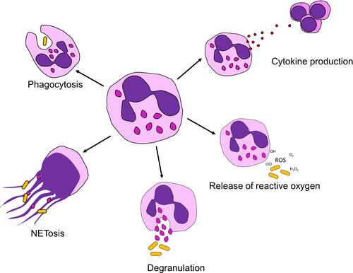 Figure 2 Neutrophil functions. To combat infection, neutrophils can execute various functions. Phagocytosis is the uptake of pathogens inside the cell. NETosis is a form of cell death in which neutrophils expulse their DNA together with histones and granular proteins (neutrophil extracellular traps). During degranulation, neutrophils release enzymes and antibacterial peptides which are normally stored inside granules. During the release of reactive oxygen species, neutrophils convert oxygen to highly reactive forms that are capable of damaging pathogens. Finally, neutrophils release cytokines, activating other immune cells and attracting them to the site of infection.