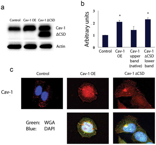 Figure 1. Hela cells stably expressing variants of Cav-1. (A) Western blot detecting Control, Cav-1 OE and Cav-1 ∆CSD indicates increased expression of Cav-1 and Cav-1 ∆CSD. The Cav-1 antibody results in a native Cav-1 band (upper) and a Cav-1 ∆CSD band (lower) for cells expressing Cav-1 ∆CSD. Actin was used as a loading control. (B) Densitometric quantification of Cav-1 expression in stable cell lines. Cav-1 expression increased twofold in Cav-1 OE or Cav-1 ∆CSD expressing cells compared with control cells. *P< 0.05 vs. Control cells by one-way ANOVA. (C) Immunochemistry of expression of Cav-1 OE and Cav-1 ∆CSD shows normal localization. Wheat germ agglutinin, a cell membrane stain, was used to confirm normal cell morphology.