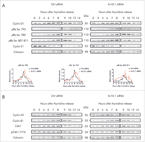 Figure 5. Kv10.1 depletion alters the periodicity of key G2/M regulatory proteins. HeLa cells were synchronized with a double thymidine block and released into fresh medium. Total cell lysates from siRNA control and Kv10.1 siRNA-transfected cells were prepared at the indicated time points. A. Analysis by SDS-PAGE and Western blotting of Cyclin D1 and E1 did not show differences. Levels of phosphorylated pRb rose at the same time in siRNA control and Kv10.1 siRNA transfected cells. However, pRb remained in hyperphosphorylated state for longer time in cells lacking Kv10.1. Densitograms from the blots corresponding to pRb Ser 780, pRb Ser 795 and pRb Ser 807–811 are plotted in the lower part of the panel. B. Western blotting showed that degradation of Cyclin A2 and B1 was delayed in Kv10.1 knockdown cells, as well as the dephosphorylation of pCdk1 (Y15). All experiments were performed at least 3 times.