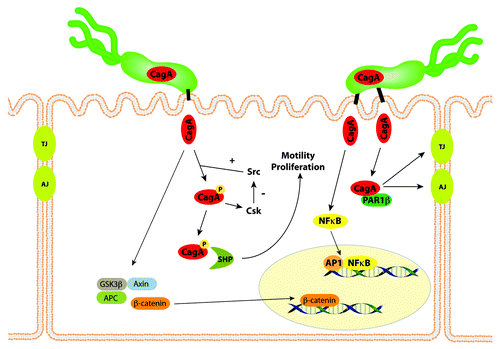 Figure 1. CagA affects multiple signaling pathways within gastric epithelial cells. CagA is translocated into host epithelial cells by the cag type IV secretion system, and undergoes tyrosine phosphorylation by Src and Abl kinases. Phospho-CagA interacts with and activates several host cell proteins, including a host cellular phosphatase (SHP-2), leading to increased motility and proliferation. Non-phosphorylated CagA directly binds PAR1b, a central regulator of cell polarity, and inhibits its kinase activity, an interaction that promotes loss of cell polarity. CagA in an unphosphorylated form activates β-catenin, leading to transcriptional upregulation of genes implicated in cancer. The CagA protein of certain H. pylori strains also can induce NFκB activation. Thus, the entry of CagA into host cells activates multiple signaling pathways that may increase the risk for malignant transformation.