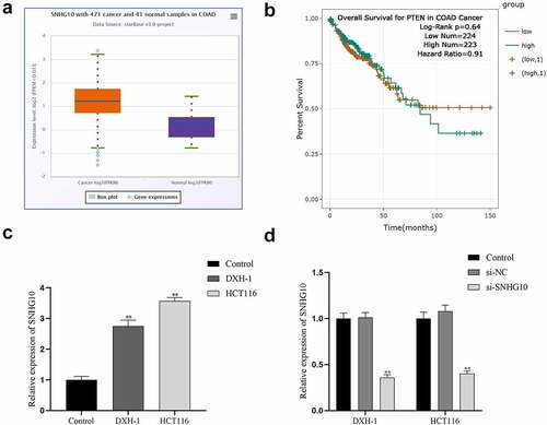 Figure 1. SNHG10 is up-regulated in colorectal cancer. (a) Starbase analysis of the expression of SNHG10 in human colorectal cancer and tumor-adjacent normal tissues in the database. (b) The survival rate of patients with high and low expression of SNHG10. (c) RT-qPCR was used to assess the expression of SNHG10 in different human colorectal cancer (HCT116 and DXH-1 cells) and the normal fetal human colon epithelial cell line FHC cells. (d) HCT116 and DXH-1 cells were transfected with si-SNHG10 or NC. The results are representative of three independent experiments. The data are presented as the mean ± SD. n = 3 for each group. **P < 0.01 vs. si-NC group