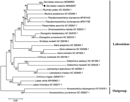 Figure 1. Maximum-likelihood tree of the phylogenetic relationships among 22 Labeoninae species based on 13 concatenated PCGs with GTR + G + I model. Two species of Barbinae were included as out-groups. The number on branches indicates posterior probabilities in percentage. The number after the species name is the GenBank accession number. The mitogenomic information of Semilabeo notabilis is marked with rhombus.