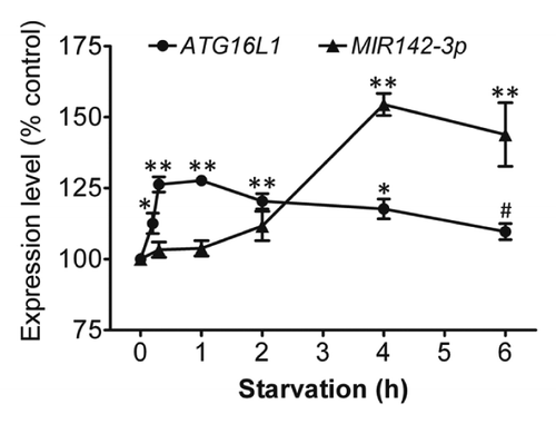 Figure 9. Starvation coinduces ATG16L1 and MIR142-3p. HCT116 cells were incubated in EBSS for different time points (0 to 6 h), then the relative expression levels of ATG16L1 mRNA and endogenous mature MIR142-3p were assessed by qRT-PCR and normalized with GAPDH and RNU6B, respectively. The expression levels of both ATG16L1 and MIR142-3p for the unstarved controls are considered as 100%. The data are expressed as the mean ± SEM (n = 3). *P < 0.05 and **P < 0.01 vs the corresponding unstarved control. #P < 0.05 vs the ATG16L1 mRNA expression at 1 h.