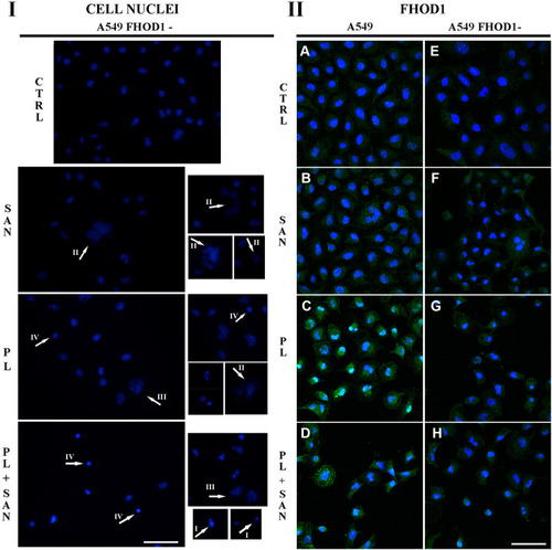 Figure 1 (I) The effect of FHOD1 downregulation on cell nuclei of non-small cell lung cancer A549 cells. A549 cells with the naïve expression of FHOD1 (A549) and after transfection with siRNA against FHOD1 (A549 FHOD1-) were treated for 24h with 1 µM sanguinarine (SAN), 4 µM piperlongumine (PL) and their combination (PL/SAN). The cell nuclei were stained by DAPI (blue). Arrows mark the observed changes - shrunken cells with visible chromatin decondensation, apoptotic bodies (apoptotic phenotype – I), shrunken nucleus (IV) and nuclei with features of a mitotic catastrophe - numerous micronuclei (II) or large size (III). (II) The effect of FHOD1 downregulation on FHOD1 of non-small cell lung cancer A549 cells. A549: (A–D) A549 FHOD1-: (E–H) Fluorescent staining of FHOD1 (green) and nuclei (blue). Bar = 50µm.
