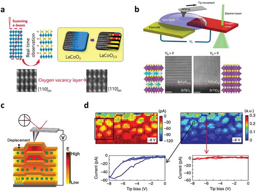 Figure 9. Advanced real-space characterization and in situ studies of ionotronic materials and devices. (a) In situ STEM observation of oxygen vacancy dynamics and ordering in the epitaxial LaCoO3 thin film induced by the electron beam irradiation [Citation89]. (b) In situ TEM measurements investigating ionic liquid gating effect for SrCoOx thin film with ionic liquid placement by an atomic force microscope tip [Citation90]. Gate voltages with both polarities are applied to the ionic liquid via the gate electrode. STEM-HAADF images of the pristine SrCoO2.5 film and the altered film after gating with – 3V bias are shown. The white scale bar corresponds to 2 nm. (c) The schematic principle of electrochemical strain microscopy (ESM) [Citation95]. In ESM, the ionic motion and the resulting surface strain induced by the applied bias through the contact tip is detected by the SPM rendering a map of the ionic activity at the nanoscale. (d) Spatially resolved imaging of ionic conduction channels in the nanocomposite film comprised of SrTiO3 and Sm-doped CeO2 nanopillars (STO-SDC) [Citation96]. The image sizes are all 250 × 125 nm2. Spatial maps of current response and relative FORC-IV loop area captured at the tip bias voltage of −8 V. Current versus tip bias voltage plots were collected respectively at the SDC nanopillars core and the STO region, illustrating the significant difference in local ionic activities. Reproduced with permission from Ref. [89] © Wiley 2017, Ref. [90] © Creative Commons Attribution 4.0 International License, Ref. [95] © Wiley 2010, Ref. [96] © Creative Commons Attribution 4.0 International License.