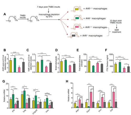 Figure 5 AhR deficiency in macrophages impaired the effect of KAR on IBS mice. (A) CD11b-DTR transgenic mice were received with TNBS to induce colonic inflammation as in Figure 1, and DTx (2 mg/g) was injected intraperitoneally into them to deplete macrophages 7 days post TNBS exposure. Peritoneal macrophages from AhR+/+ or AhR−/- mice were purified and were transferred intravenously into DTx-treated mice. 2×106 macrophages for each DTx-treated mouse. After 3 days of reconstitution, KAR (100 mg/kg/day) was administrated intraperitoneally and these chimeras were divided into four groups (n = 8): chimeras with AhR+/+ macrophages (AhR+/+ chimeras) without KAR, AhR+/+ chimeras with KAR treatment, chimeras with AhR−/- macrophages (AhR−/- chimeras) without KAR, and AhR−/- chimeras with KAR treatment. The (B) AWR test and (C) VMR in response to CRD at 0.5 mL distending volume. (D) Bristol stool grade. (E) The first black stool time. (F) Intestinal permeability was minored by serum FITC-dextran concentrations. The transcript expression levels of colonic (D) inflammatory mediators (IL-1β, TNF-α, Il-12p35, and iNOS) and anti-inflammatory mediators (Arg1, Fizz1, Ym1, and IL-10) were measured by qRT-PCR. *P < 0.05, **P < 0.01, ***P < 0.001, one-way analysis of variance (ANOVA). Representative results from one of three independent experiments were shown.