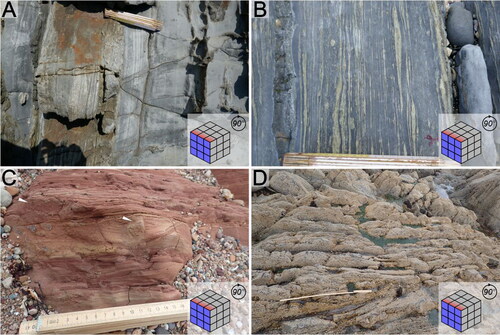 Figure 5. Examples of strata above and below the tide line, demonstrating how tidal action affects outcrop quality. (A–B) Cambrian-Ordovician Los Cabos Formation, Asturias, Spain. (A) shows part of the exposure above the tide line, the rock face is somewhat weathered and dusty, and it is difficult to make out any detail of trace fossils. (B) shows part of the same exposure below the tide line. The rock face has been polished by regular submersion, is clean, and details of trace fossils are clear. (C–D) Silurian-Devonian Cowie Formation, Stonehaven, Scotland. (C) shows part of the exposure above the tide line. The outcrop is partially concealed by the gravel beach, but is otherwise clean and unobscured by organic cover. Burrows can be clearly observed (white arrows). (D) shows part of the same exposure below the tide line. In contrast to the Los Cabos exposure, outcrop below the tideline here is almost entirely (∼90%) encrusted by barnacles, rendering the observation of trace fossils impossible. All four outcrops illustrated in this figure are rotated cliff-type (5) exposures.