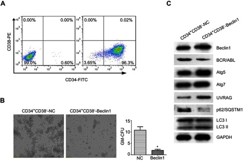 Figure 5 Beclin1 overexpression downregulates BCR/ABL expression and induces autophagy in CML-LSCs. (A) Representative dot plots showing the purity of the CD34+CD38− LSCs collected via FACS from CML primary cells. (B) The CFC assay was performed with CML-LSCs infected with LV-Beclin1 or LV-NC. After 14 days of culture in methylcellulose medium, GM-CFUs were observed and counted (*P<0.05). (C) Western blot analysis of the expression levels of BCR/ABL and other autophagy-related proteins in CML-LSCs with and without Beclin1 overexpression. Three biological replicates were performed for each experiment.Abbreviations: NC, negative control; FITC, fluorescein isothiocyanate; PE, phycoerythrin; GM-CFUs, granulocyte-macrophage colony-forming units.