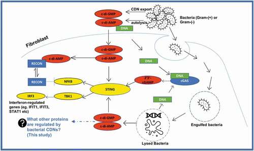 Figure 1. Current understanding of how cyclic dinucleotides promote inflammatory response via STING.