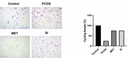 Figure 2. Effect of soy isoflavones on estrus cycle of PCOS rats PCOS, polycystic ovary syndrome; MET, Metformin; SI, soy isoflavones
