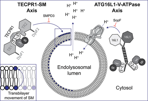 Figure 1. Illustration of the TECPR1-SM and ATG16L1-V-ATPase axes in CASM. The figure illustrates endolysosomal membrane damage, leading to proton gradient dissipation and sphingomyelin (SM) exposure on the cytosol-facing leaflet of the membrane, with an inset showing the transbilayer movement of SM. On the left, ATG12–ATG5 (12–5)-TECPR1 and ATG3 (3) conjugated to an Atg8-family protein (8) are recruited to exposed SM. On the right, the ATG12–ATG5-ATG16L1 (16L1) complex with the ATG3–Atg8-family protein is recruited by the V-ATPase. SMPD3/nSMase2 overexpression, converting SM to ceramide, inhibits TECPR1 recruitment (left), while SopF blocks recruitment of ATG16L1 (right). The key domains of TECPR1 are highlighted: tectonin propellers (TR), pleckstrin homology domain (PH), ATG5-interacting region (AIR) and DYSF domains (DysF).