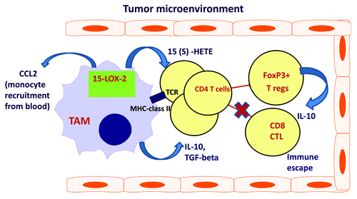 Figure 1. Tumor-associated macrophages contribute to the cancer immune suppression and cancer inflammation in RCC via enhanced 15-LOX2/15-S-HETE pathway. Enhanced 15-LOX2 activity and elevated levels of eicosanoids of RCC tumor-microenvironment enable increased production of pro-inflammatory chemokine CCL2. Elevated levels of CCL2 in tumor lead to migration of CCR2-expressing monocytes from peripheral blood to the tumor. In tumor tissue recruited monocytes differentiate in 15-LOX-expressing tumor-associated macrophages (TAMs). High 15-LOX2 expression/activity in TAMs results in elevated secretion of arachidonate metabolites and increased production of IL-10 and CCL2 by TAMs and T cells. In addition, TAMs efficiently convert T cells into FOXP3+ T regs. Together, elevated levels of IL-10 and T regs promote local immunosuppression and T cell tolerance in RCC tumor microenvironment.