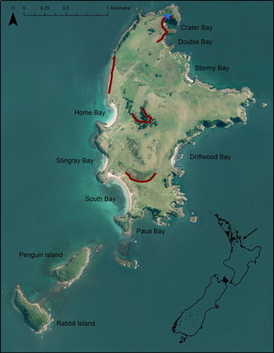 Figure 1. Slipper Island with rat trapping lines indicated (dark red lines) and the accessible grey-faced petrel colony where a chick was banded (light blue star). Insert map shows location of Slipper Island in New Zealand (black arrow).