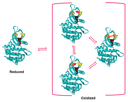Figure 1. A simple equilibrium model for the direct redox regulation of Janus kinases. This model, based on the 3D structural coordinates of the JAK2 catalytic domain,Citation125 shows the reduced (thiol) state of the redox switch in yellow, with Cys866 on the left and Cys917 on the right, and with the essential Lys882 residue shown in purple. Upon oxidation, these two residues can become oxidized to form a disulfide bond, shown in orange, or either one can become independently oxidized to a sulfenic acid, where the S-OH moiety is shown as bonded orange-pink-gray spheres. The dynamic equilibrium between these states shifts in response to the redox state of the environment, which can be naturally or artificially manipulated by an excess of reductants (shifting left) or oxidants (shifting right). Note: the disulfide form does not need to transition through a sulfenic acid state to become the fully reduced state, and vice versa.