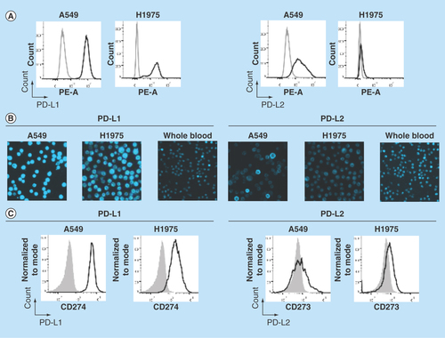 Figure 2.  Establishment of PD-L1 and PD-L2 analysis by chipcytometry.(A) Flow cytometry analysis. Non-small-cell lung cancer cell lines A549 and H1975 were incubated with antihuman PD-L1 and PD-L2 (black), and corresponding isotype control (gray). Cells were fixed prior to staining. (B & C) Chipcytometry analysis. A549 cells (black), H1975 cells (black) and whole blood samples collected from a healthy donor (gray) were loaded onto Zellkraftwerk ZellSafe™ chips, fixed and stained with antihuman PD-L1 and PD-L2.