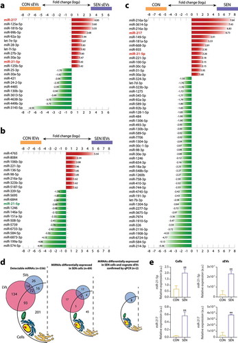 Figure 3. MiRNAs showing differential expression in SEN cells and cognate sEVs and lEVs. Bar charts reporting the (log2) fold changes of the miRNAs showing a differential expression (a) in sEVs released from SEN cells, (b) in lEVs released from SEN cells and (c) in SEN cells. The miRNA de-regulation trend is indicated by bar colour; red, over-expression; green, under-expression in SEN sEVs/SEN lEVs/SEN cells compared with CON sEVs/CON lEVs/CON cells, respectively. Only miR-21-5p (highlighted in red) showed significant SA de-regulation in SEN cells and cognate sEVs and lEVs. Data from small RNAseq of n = 3 independent replicates for each condition. MiRNAs showing a differential expression were identified by comparing SEN and CON cells using a fold change ≥ 1.5 filter and FDR 5% at moderated t-test with Benjamini-Hochberg correction. A fold change ≥ 1.3 with FDR 20% or 30% was used in lEV and sEV analysis, respectively. (d) Summary of the results of small RNAseq analysis on CON and SEN cells and cognate sEVs and lEVs. Briefly, 556 miRNAs were detected in at least one compartment (cells, sEVs and lEVs). Of the 355 miRNAs carried by EVs, only 42 (12%) were selectively packaged in sEVs; 86 (24%) were carried by both lEVs and sEVs and 227 (64%) were found only in lEVs. None of the miRNAs shared a common SA modulation trend in lEVs and sEVs. Only miR-21-5p was significantly de-regulated in both sEVs and lEVs released from SEN cells; however, it was over-expressed in sEVs and under-expressed in lEVs from the same SEN cell pool. (e) qPCR validation analysis of miR-21-5p and miR-217 in different pools of SEN cells and their cognate sEVs. Data from n = 3 independent experiments are represented as mean ± SD. **, p < 0.01 from unpaired t-test.