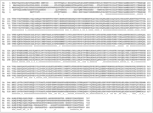 Figure 1 Alignment of HSP70 proteins from selected crop species: Protein sequences were analyzed using DNA analysis software DNASTAR. For protein alignment, Clustal V of MegAlign was used in which clusters were aligned as pairs, then collectively as sequence groups to produce the overall alignment. Comparison of PgHsp70 with deduced amino acid sequences of chloroplast of Oryza sativa (accession no. ABA97211), Pisum sativum (accession no. CAA 49147), Cucumix sativus (accession no. ABM92419) and Arabidopsis thaliana (accession no. Np194159).