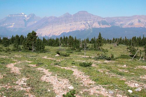 FIGURE 1 Hedges, illustrating positive spatial association, and individual seedlings, illustrating association with microrelief, extend into tundra above the contiguous forest in the treeline ecotone at Lee Ridge, Glacier National Park, Montana, U.S.A. Photo: G. P. Malanson.
